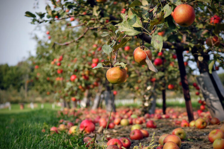 Planning Tips for Your Backyard Orchard Layout